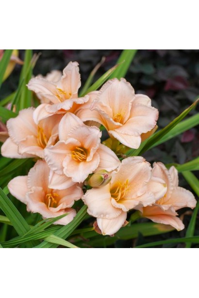 Лілійник сорту On and On з ніжними рожево-персиковими квітами на тлі яскравої зеленої листяної маси. 